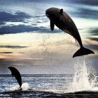 Respect orcas(@RespectOrcas) 's Twitter Profile Photo