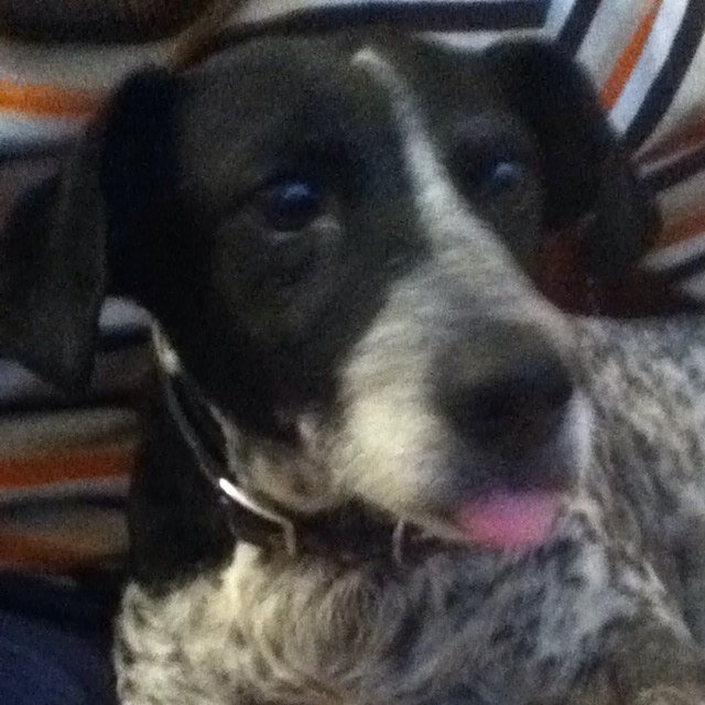 Freelance writer, loves dogs and food (separately)