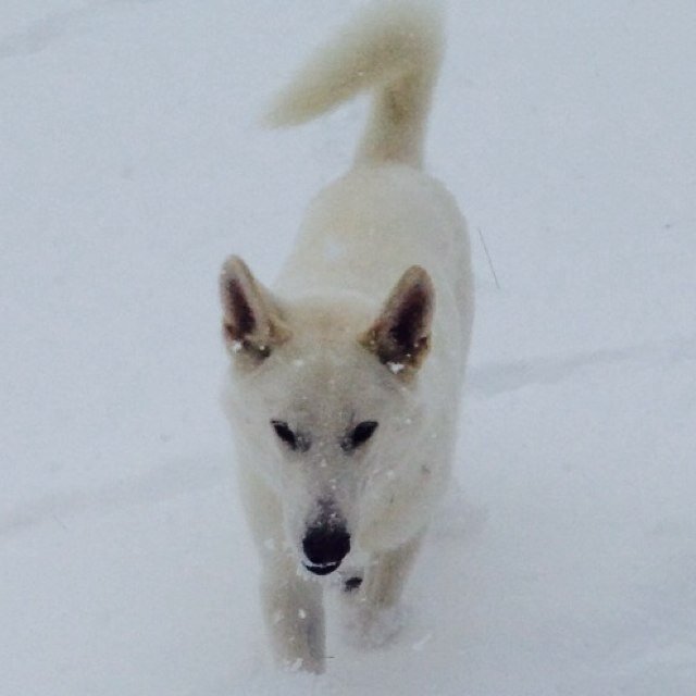 75% Wolf
25% Shepherd
100% Adorable