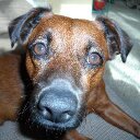 Denise Marie - @Denise_Koning - Twitter