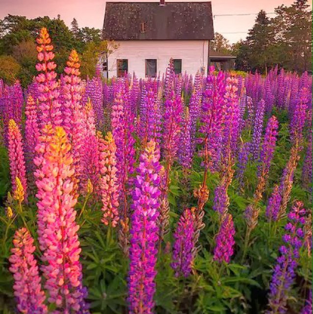 JRHS (James Ransom Horticultural  Services) is a landscape design and garden maintenance company based in Jersey.