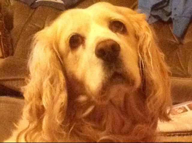 conormurphy22's profile picture. 