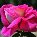 عبير القرافي ~ (@11Omahmad) Twitter