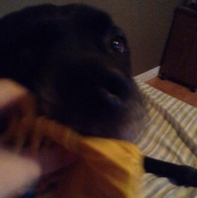 AxleTheBitch's profile picture. I am a faboulous betch who dont need @GeekTehGames to be a cool ass nigga.