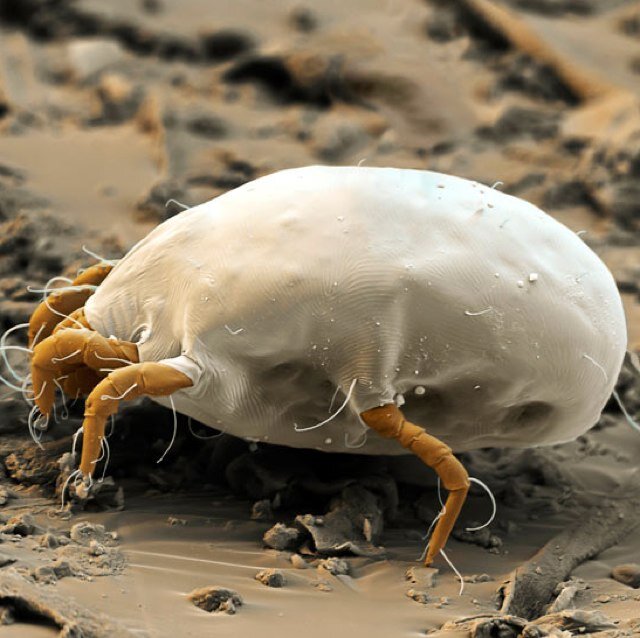 Photos from the world of small nature!