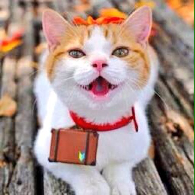 猫はかわいいね　#相互フォロー　#follow