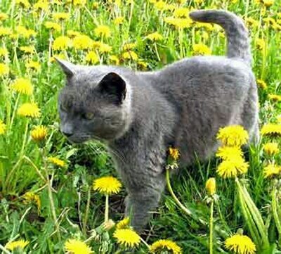 Im BlueKit i have no Clan but im very Adventures and loves to play!!!!