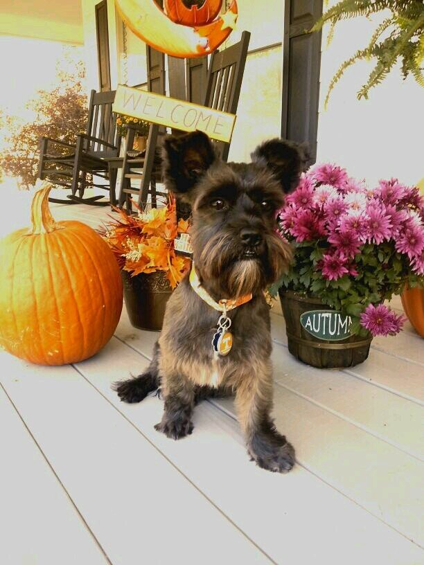 Maxwheresmymom's profile picture. I'm Maxi! I have an adorable accent, exquisite posture and an attitude!