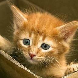 `Love cats, gardening, landscapes, interior design, house plans, cars, trucks, motorbikes, sports, foods & chefs  I stay in Pietermartizburg, KZN, South Africa