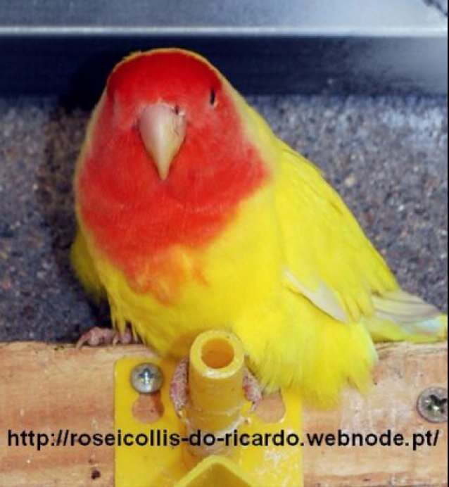 agapornisdoricardo@gmail.com