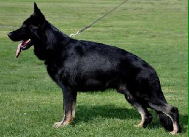 Brunovtwo's profile picture. 