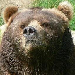 Frownbear Profile Picture