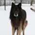 Armoredhelhound (@shadowlynx22) Twitter profile photo