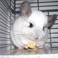 RECE and am the founder of the Canadian Chinchilla Rescue @canchinrescue but this is my personal account.