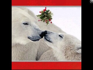 Yes, I am a polar bear.  ~*Samrah*~