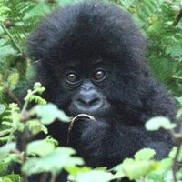TETSUJI IDA　井田徹治 (@tetsujida) Twitter profile photo