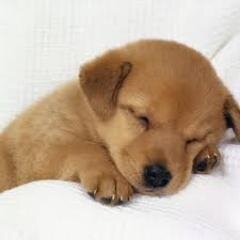 schattige foto's