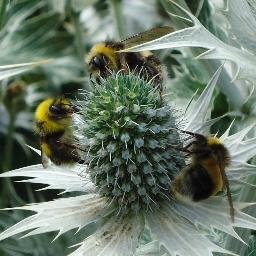 broadsgirl's profile picture. Volunteer Support Officer for Projects @ The Gardens Trust.
V-C Norfolk Gardens Trust.  Likes: Norfolk, books, art, history, plants & kind people. Views my own.