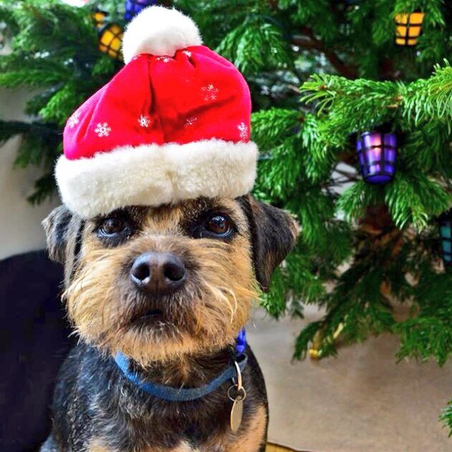 Yes I'm a dog. Yes I'm cute. Yes I help you gain! Send me pics @ #PicsforMario
