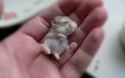 Las mejores fotos de Animales Salvajes/Bebes~Porque nunca hay que abandonarlos;porque ellos no lo harian~[HD Fotos de el gran fruto de la Madre Naturaleza]