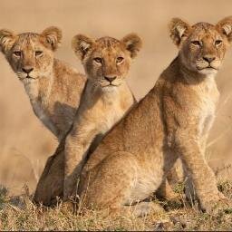 mikuni's profile picture. 