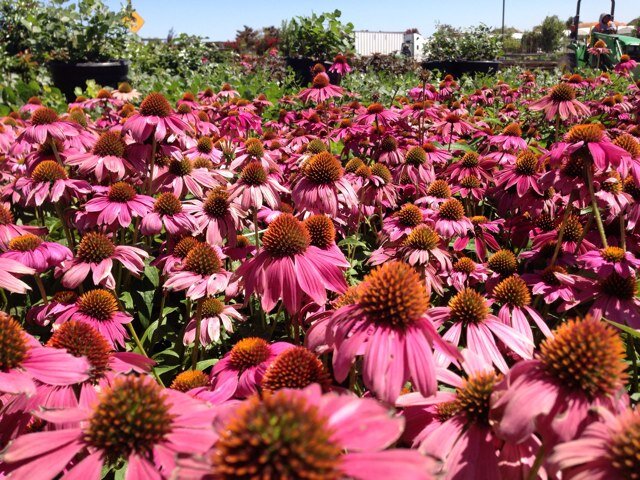 Re-Wholesale Plant Distribution / Broker selling Trees, Shrubs, and Perennials to Garden Centers, Re-Wholesale Nurseries across North America.