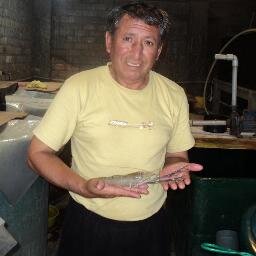 rvrprawn's profile picture. Ingeniero Pesquero acuicultor
