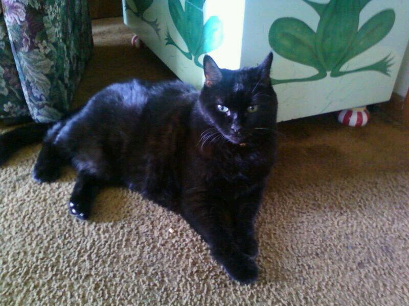 my baby ebony wright.18 yrs old.but my boo boo died Dec 27-2013.I will miss her very much .