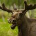 Mr. Moose (@the_mrmoose) Twitter profile photo Mr. Moose (@the_mrmoose) Twitter profile photo