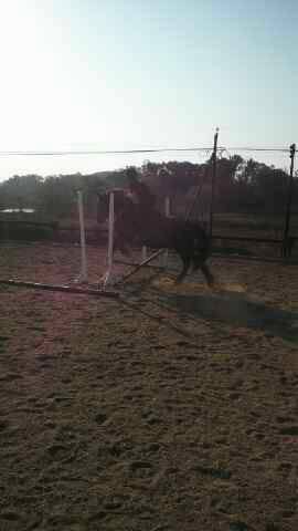 Horse jumping is not a hobby it's a sport so don't judge me for who I am. BBM pin 2A9DB6A5.  Facebook Levin Geffen
