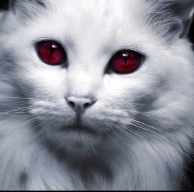 Hey! I'm last chance. I'm a DemonCat. I have a temper so don't piss me off. ||Owner @Siarbu1105.|| RP|| ||15 in cat years|| ||nickname-Elsie|| ~Goodbye
