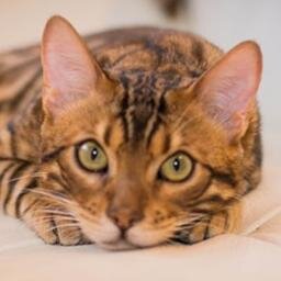 Питомник Бенгальских кошек PENT CAT HOUSE * BY