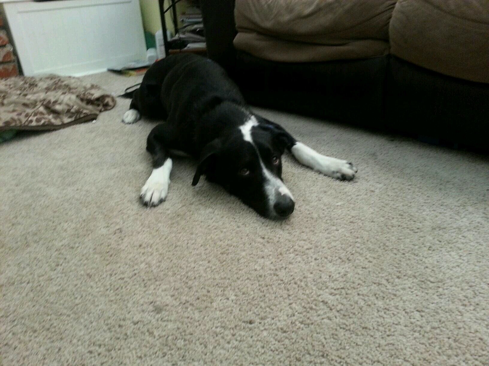 davisdnt's profile picture. 