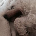 Helen Beech - @beech_helen - Twitter