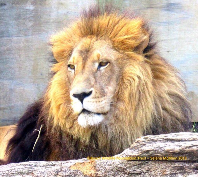 helloap's profile picture. I have a Clone called Simon