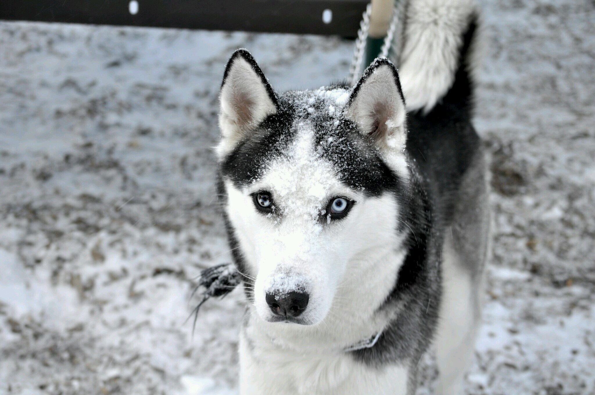 hello! i'm galexy! i was adopted by the doctor! now i travel with him! my owner is @10thTARDISdoc
