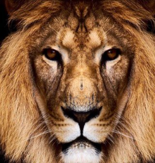 Follow me I follow back! Im a GB player. | PSN: DeLuzxioN