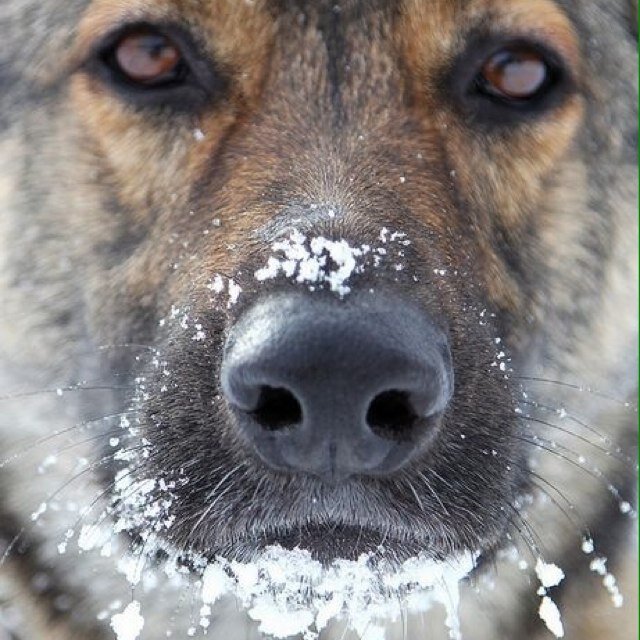 Woof. | Scourge. Rabid. Cutter. Shredder. Adolf. Sarki. | @YouAreFAILING's canine companions.