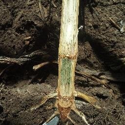 MS Agronomy N.C. State : Independent Agronomist,Owner of Green Leaf Agronomy