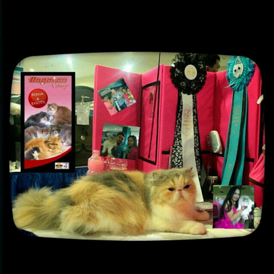 Our Small Cattery Is Located On Ungaran,Jawa Tengah.Our Breed Persia & Exotic.
Ph.081325179615