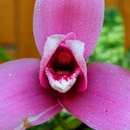 HostalVictoria1's profile picture. Nuevo Hostal, recien construido, limpio, espacioso, cerca de todo en Volcán, Cerro Punta, Bambito, economico, etc.