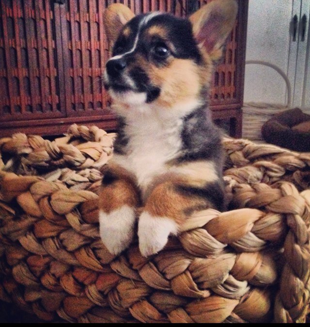 -Foxy Lady -Pembroke Welsh Corgi -DOB 9/14/13 -Instagram @thecorgiadventuresof_foxylady - Get 10% off your @BarkBox subscription with the code FOXYCORGI