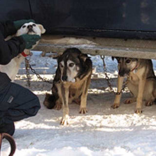 @CBCNorth @CBCaNewDay #CBCWHITEHORSE #1 media fans of @TheYukonQuest dog killers - Cowardly, unethical (yellow) journalism. Parody acct. #BANIDITQUEST