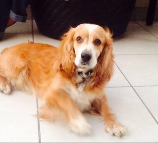 ChainBraker_PE's profile picture. Interesado por desarrollar nuestro pais en armonia🇵🇪
#YoMeQuedoEnCasa 🏡