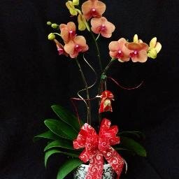 sakuracryst's profile picture. 