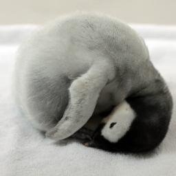 ムルムル ニトリのペンギン抱き枕 買おうかどうか迷う T Co 5ya67zrlvx 同素材シリーズの Nクールsp16というちょっと高いタイプのタオルケット買ったら快適 おすすめ 高くてもspの方が確実に涼しい