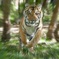 Pilibhit Sanctuary (@tigerreservepbt) 's Twitter Profile