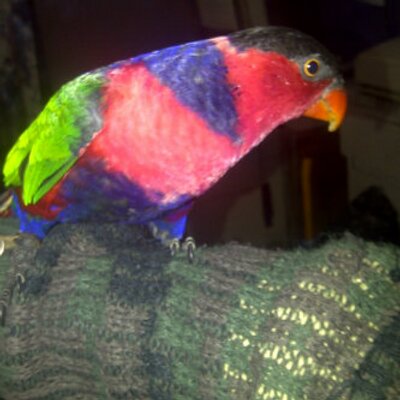 Media Tweets By Burung Nuri Edunksteinz Twitter