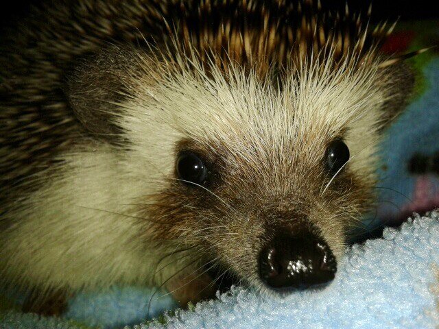 One nosey parker who loves finding out about other peoples lives especially the rich and famous