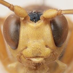 生物学徒/分類学徒。虫が好きです。ヒメバチ科ヒメバチ亜科が現在の専門 (のつもり)。 Biology/Insects/Taxonomy/Ichneumonidae (Ichneumoninae)